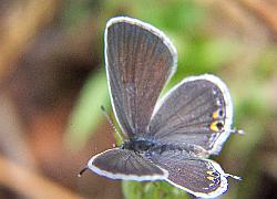 Eastern Tailed Blue