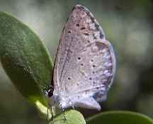 Spring Azure