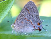 Gray Hairstreak