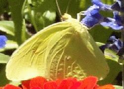 cloudless sulphur