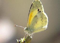 tiny yellow butterfly