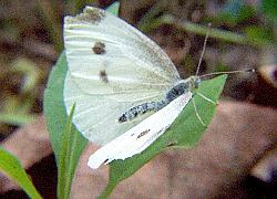 Cabbage White