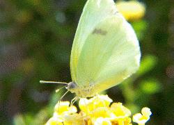 Unknown butterfly