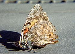 painted lady, wings closed