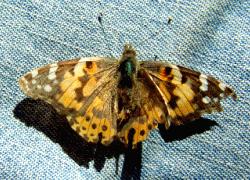 painted lady, wings open