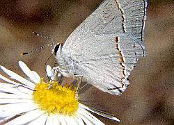 gray hairstreak