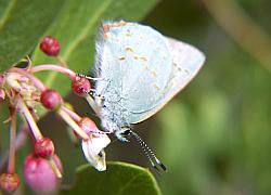 Arizona Hairstreak