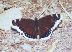 Mourning Cloak