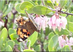 Painted Lady