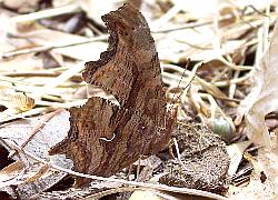 Satyr Comma