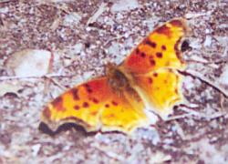 Satyr Comma