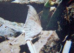 Goatweed Leafwing