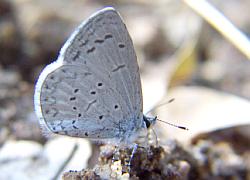 Spring Azure