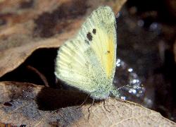 Dainty Sulphur