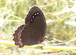 red-bordered satyr