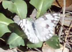 checkered white