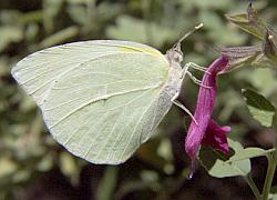 lyside sulphur