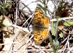 pearl crescent