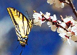 Two-tailed Swallowtail