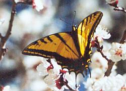 Two-tailed Swallowtail