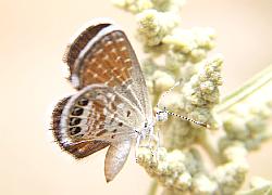 Western Pygmy-blue