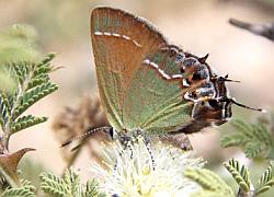 siva juniper hairstreak