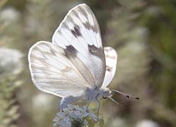 checkered white