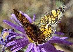 pearl crescent