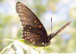 red-spotted admiral