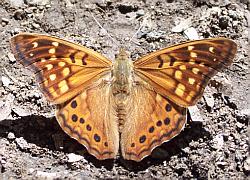 Hackberry wings open