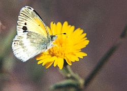 dainty sulphur