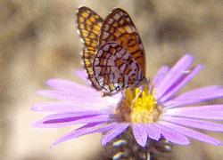 tiny checkerspot