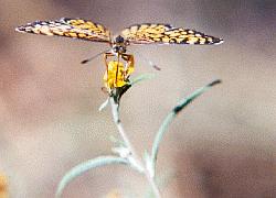 tiny checkerspot