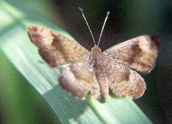 fatal metalmark