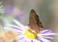 arizona metalmark