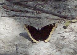 Mourning Cloak