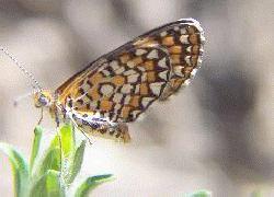 Tiny Checkerspot