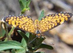 Tiny Checkerspot