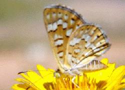 Palmer's Metalmark