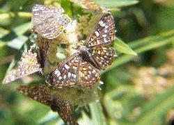 Palmer's Metalmark