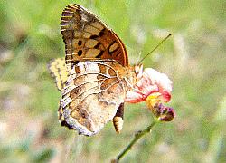 Variegated Fritillary