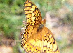 Variegated Fritillary