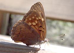 Hackberry wings open