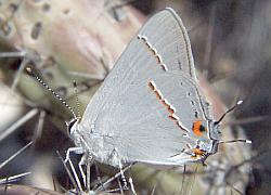 gray hairstreak