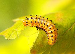 orange caterpillar with black bumps