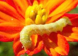 bright green caterpillar