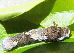 bird dropping caterpillar