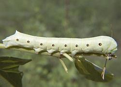 caterpillar