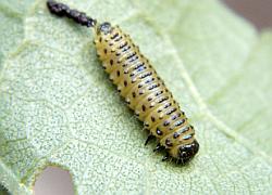 caterpillar