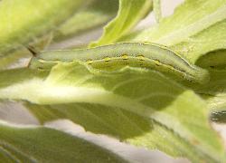 caterpillar